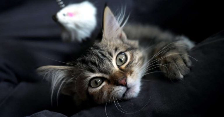 01TB-CATS-facebookJumbo