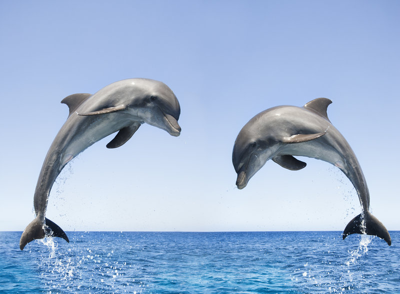 Amazing facts about Bottlenose Dolphin- the adorable sea animals