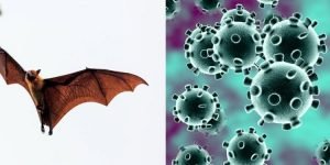 The  Theory behind Coronavirus Bats