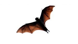 Coronavirus Bat theory