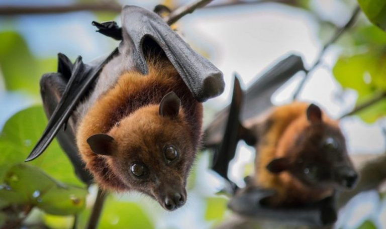 The Theory behind Coronavirus Bat reveals