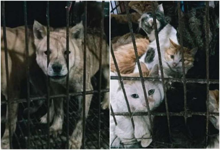 Coronavirus Meat markets open