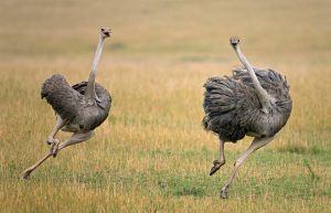 Ostrich runs faster than horses
