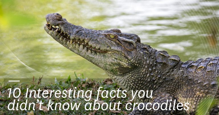 facts about crocodiles
