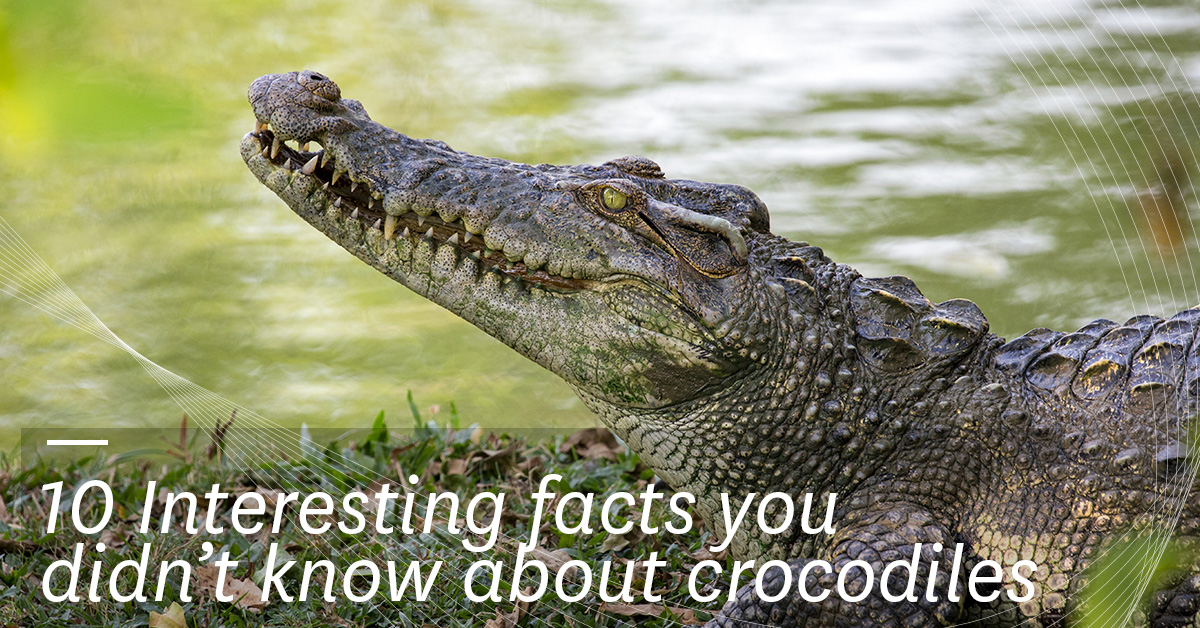 10 Interesting Facts About Crocodiles Which You Never Know