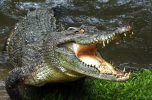 Crocodile Jaw