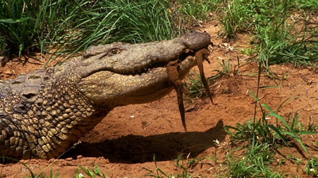 Mother crocodiles do not eat their baby