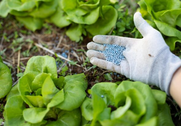 Apply Fertilizer in Field