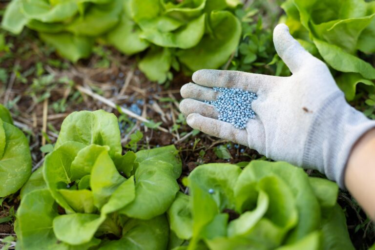 Apply Fertilizer in Field