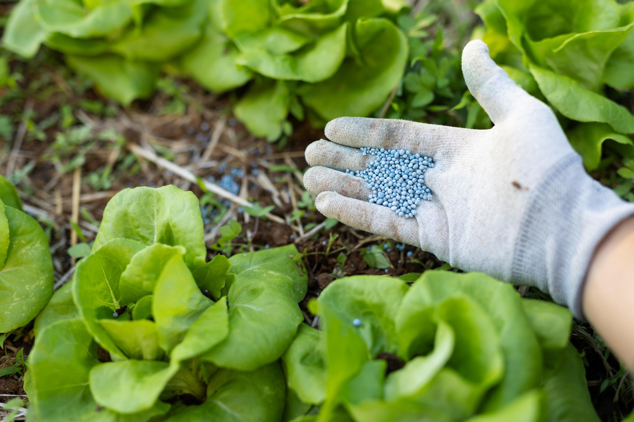 Apply Fertilizer in Field