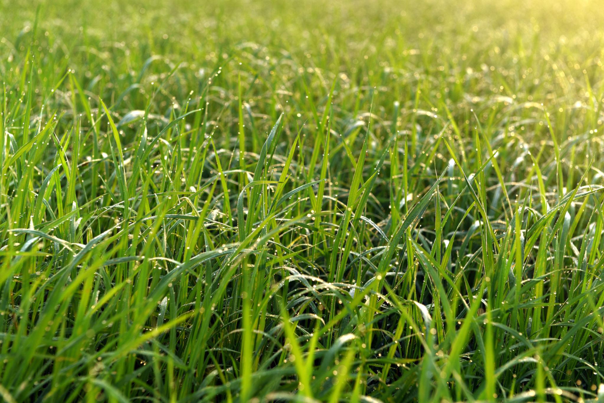 Apply Fertilizer in Field