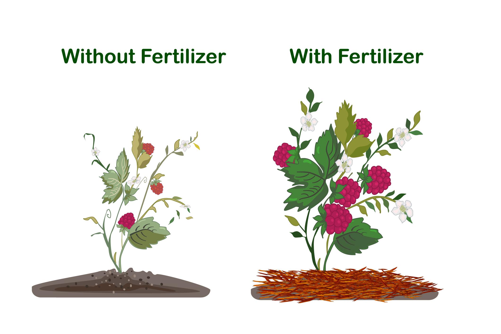 Apply Fertilizer in Field