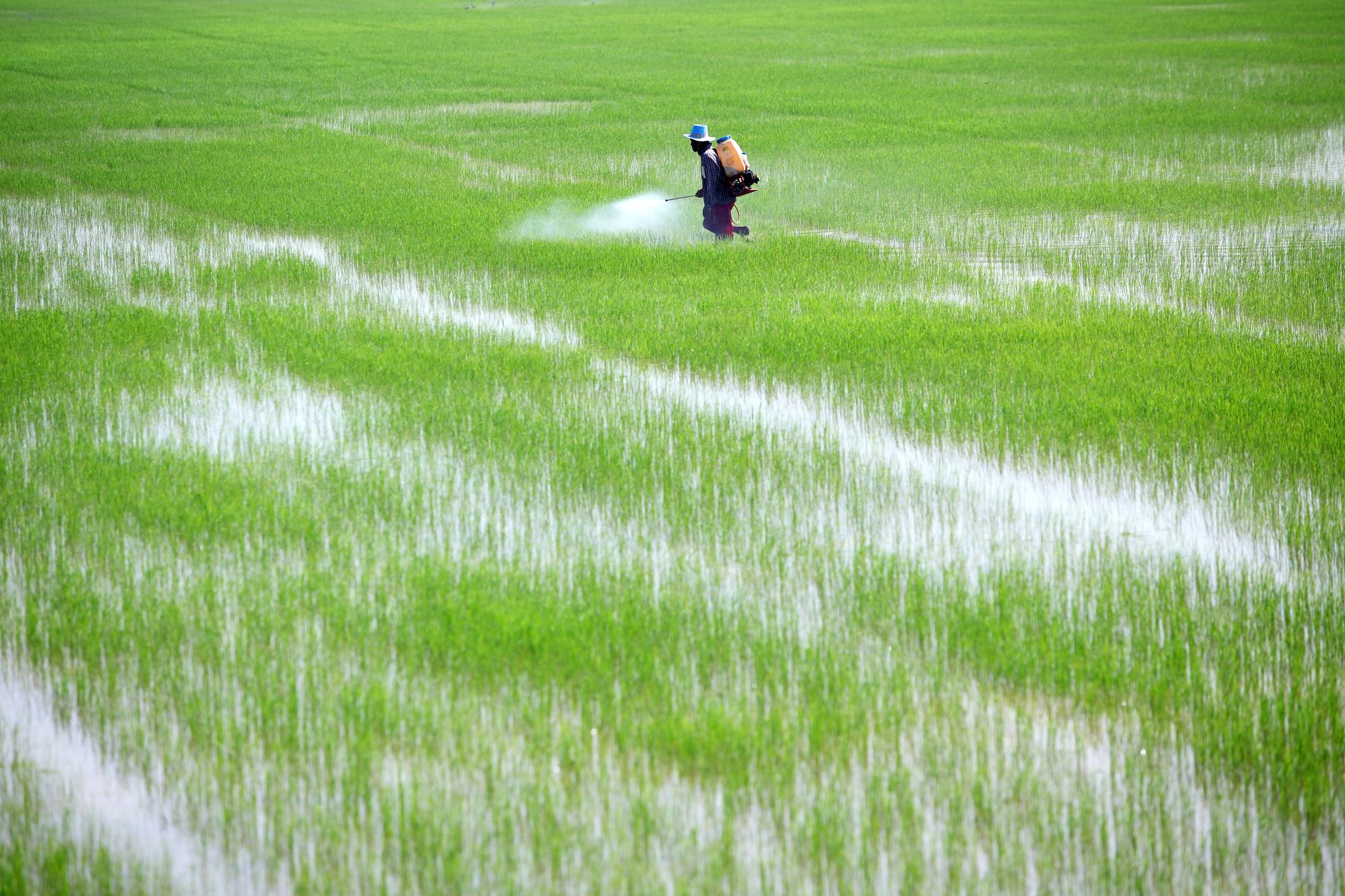 Apply Fertilizer in Field