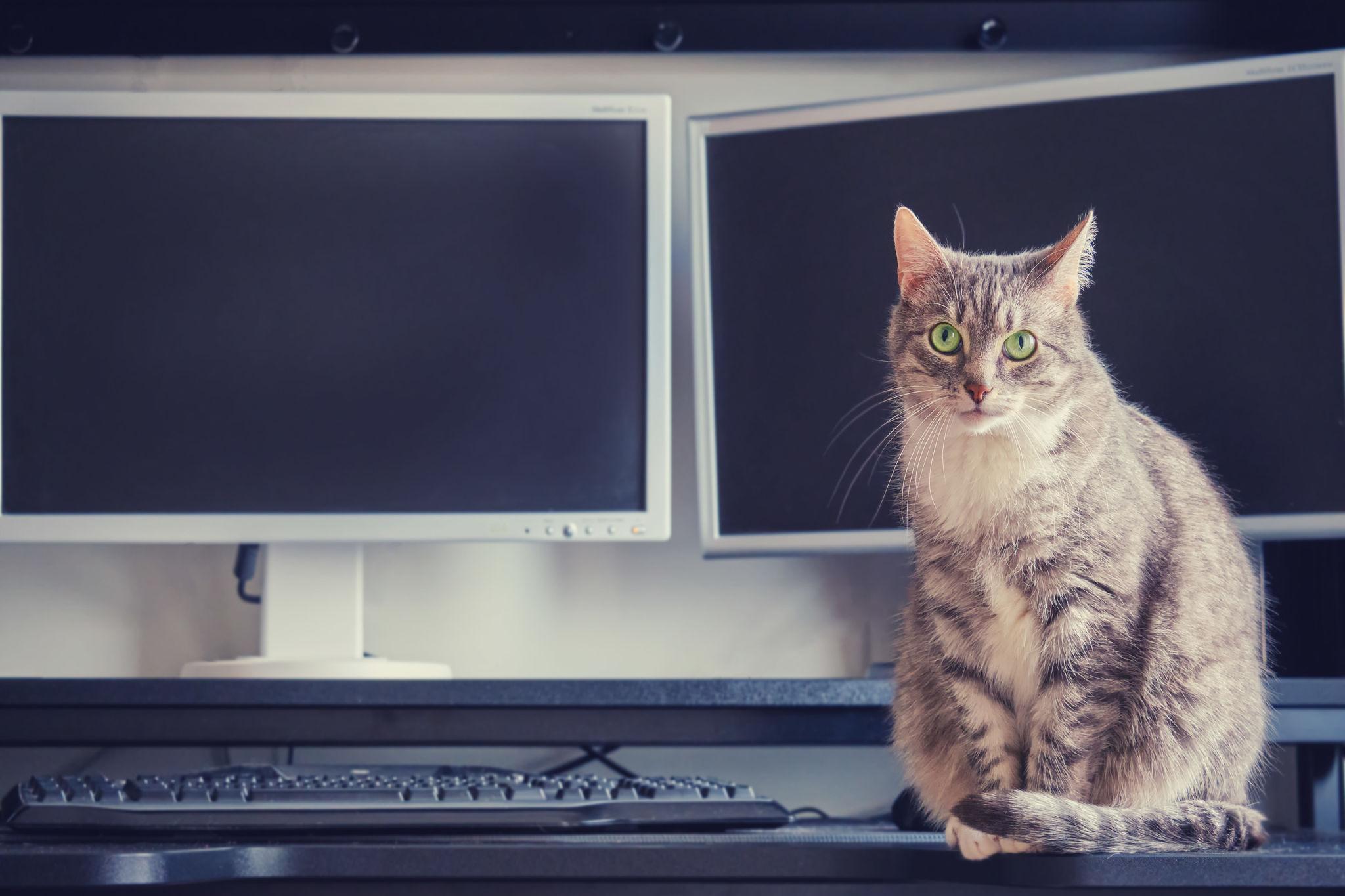 Cat Gatekeeper Extension